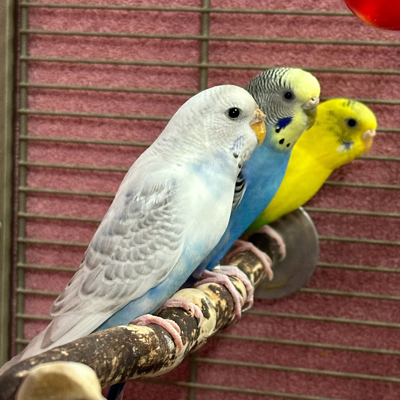 Female flock! (pop star theme) Image