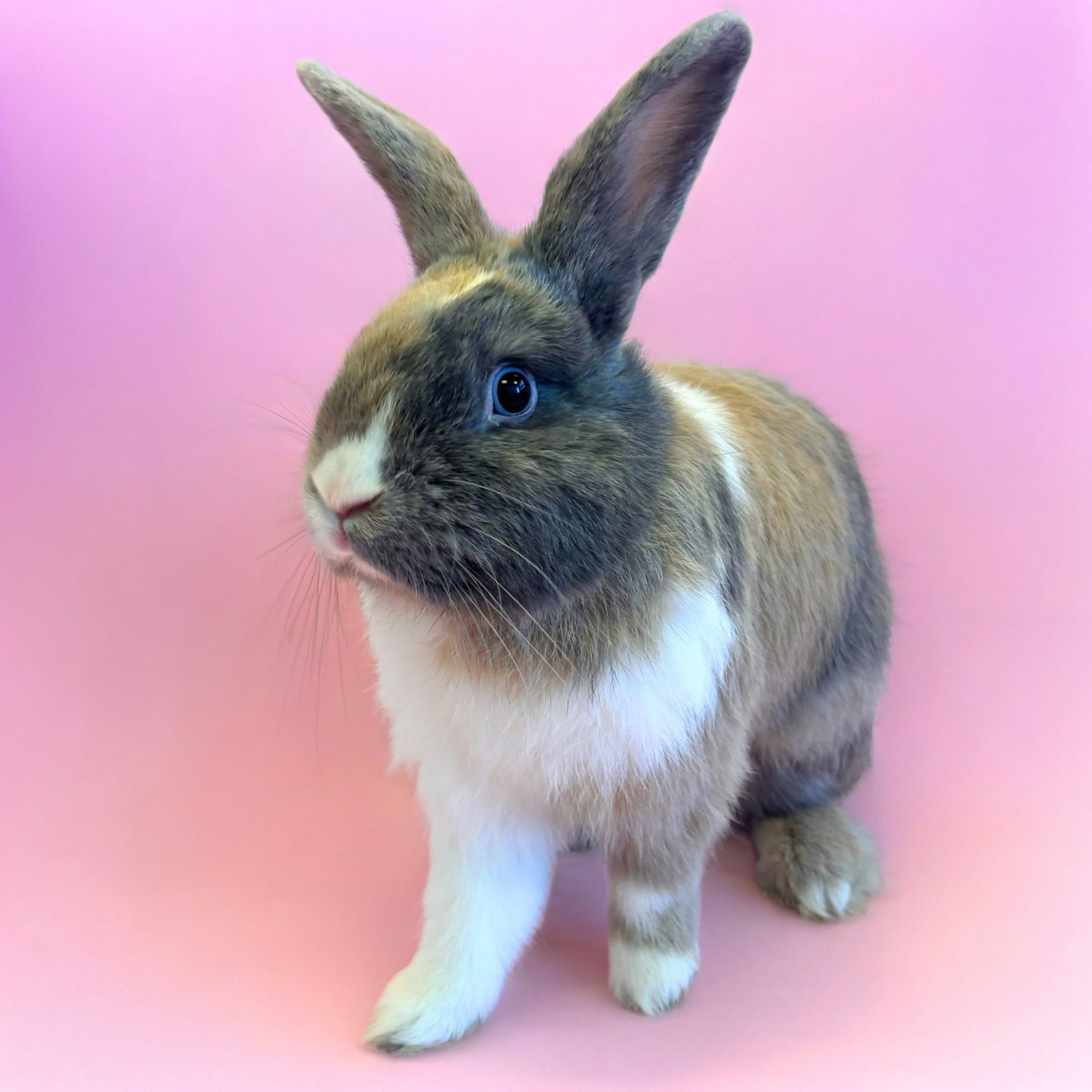 Cinamon Bunz Image