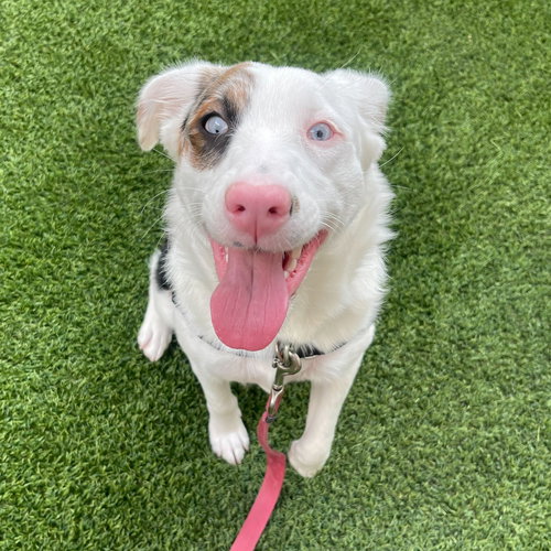 ROSE - Australian Shepherd available for adoption