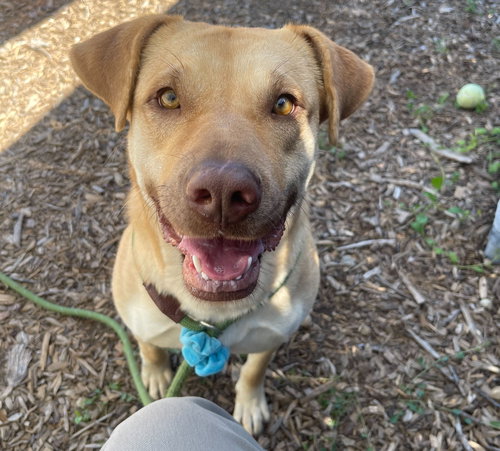 CLEA - Labrador Retriever available for adoption
