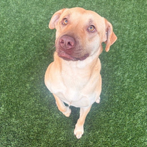 CLEA - Labrador Retriever available for adoption