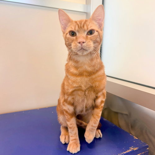 VIZZINI - Domestic Short Hair / Tabby available for adoption