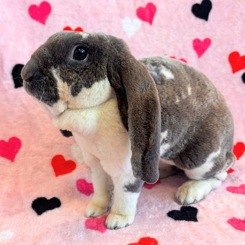 PATRICK - Shorthaired Rabbit available for adoption