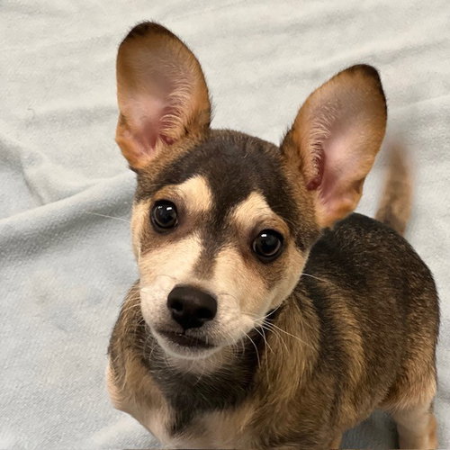 PINTO THE PUPPY! - Chihuahua available for adoption