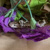 Pretzel - Photo 2