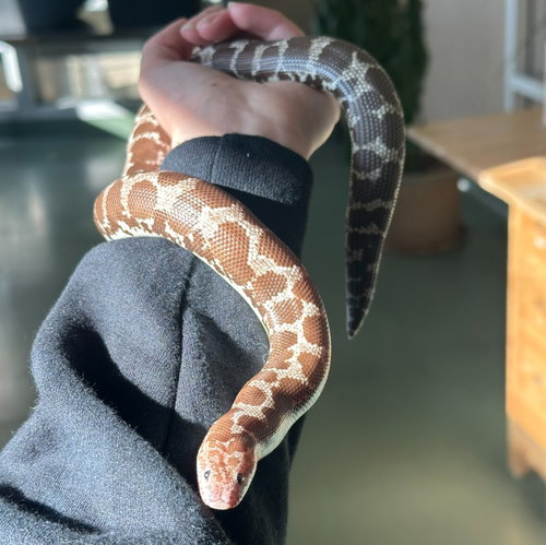 PRETZEL - Snake available for adoption