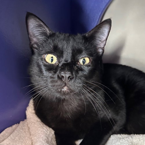Dewey & Pickle, an adoptable Domestic Short Hair in Burlingame, CA