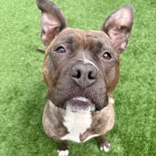 Rosie, an adoptable Pit Bull Terrier in Burlingame, CA