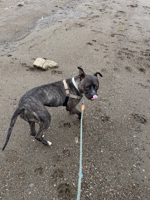 Rosie