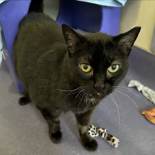 Queen Bob-Omb, Senior Domestic Short Hair (short coat), cat for adoption in Oakley, California