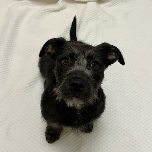 Stout, an adoptable Terrier in Burlingame, CA