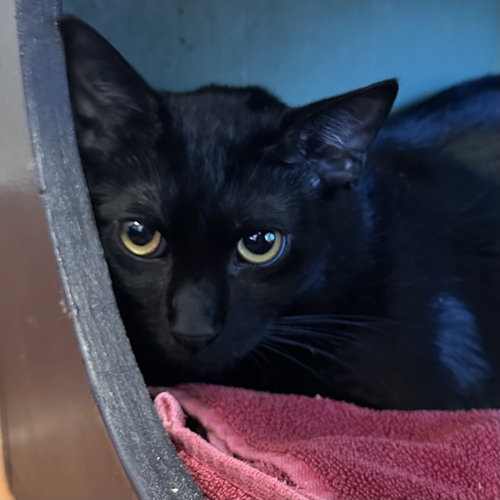 Sirius Black, an adoptable Domestic Short Hair in Burlingame, CA