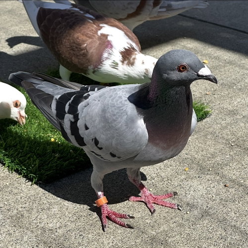 Nougat, a poultry for adoption from Peninsula Humane Society & SPCA