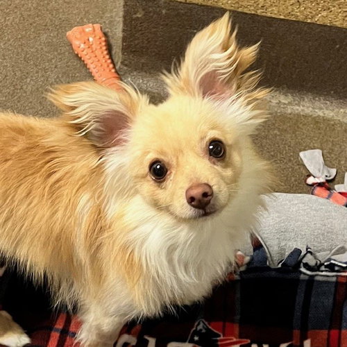 Kristoff, an adoptable Chihuahua in Burlingame, CA