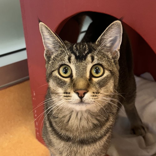Badger, an adoptable Tabby in Burlingame, CA