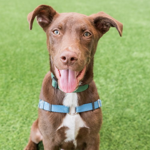 Steph, an adoptable Shepherd in Burlingame, CA