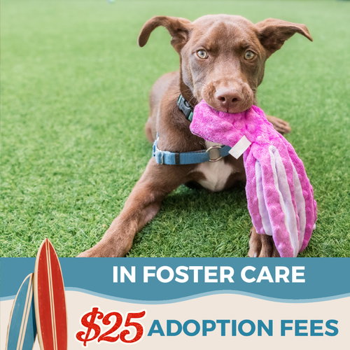Steph, an adoptable Shepherd in Burlingame, CA