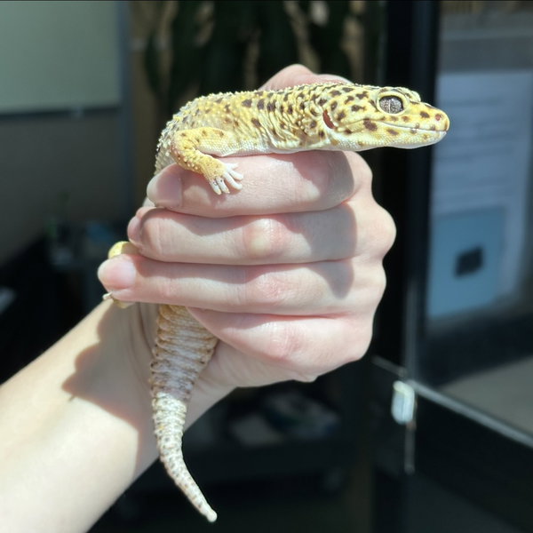 Leo