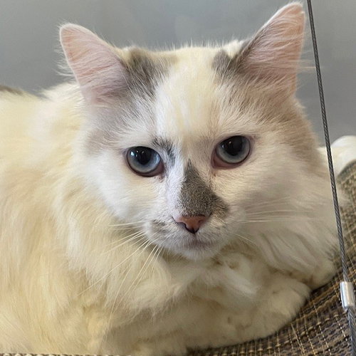 Dove, Adult Domestic Long Hair (long coat), cat for adoption in Oakley, California