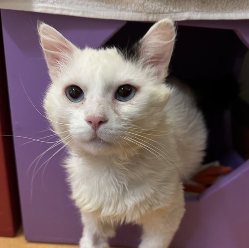 Bender, Adult Domestic Medium Hair (medium coat), cat for adoption in Oakley, California