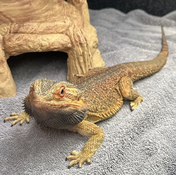 Cinnamon