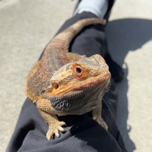 Cinnamon