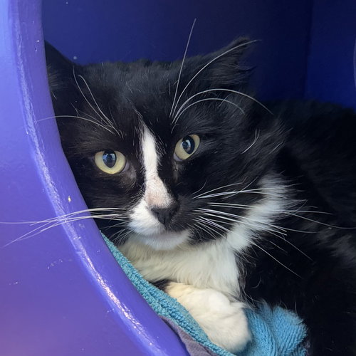 Fred, Adult Domestic Medium Hair (short coat), cat for adoption in Oakley, California