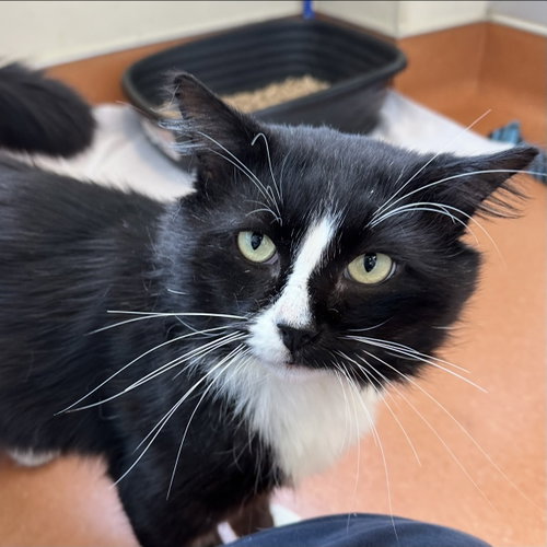 Fred, an adoptable Domestic Medium Hair in Burlingame, CA