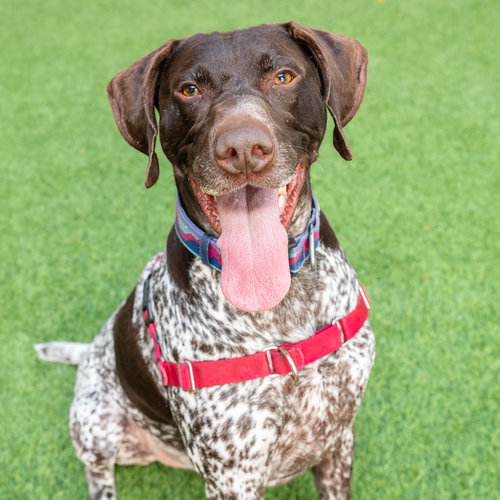 Blitzen, an adoptable German Shorthaired Pointer in Burlingame, CA