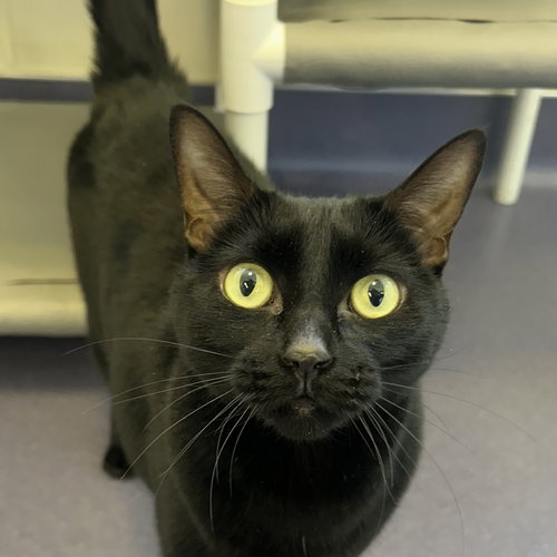 Oni & Minnie, Adult Domestic Short Hair (short coat), cat for adoption in Oakley, California