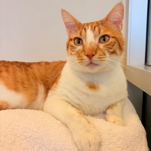 Rufus, an adoptable Domestic Short Hair in Burlingame, CA