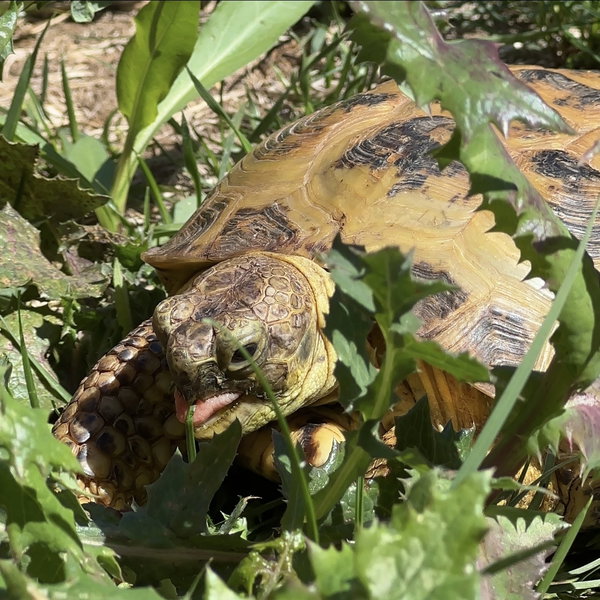 Torty