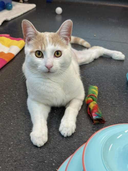 Ezekiel, Adult Domestic Short Hair / Tabby (short coat), cat for adoption in Oakley, California