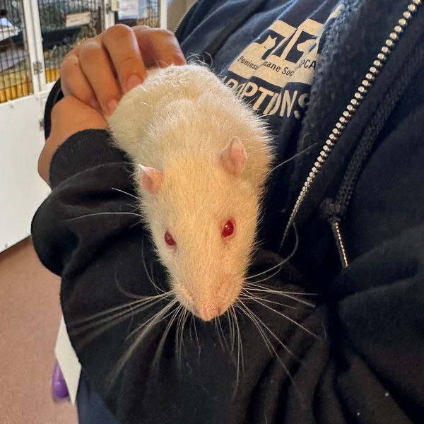 Aaron & Ghost the rats