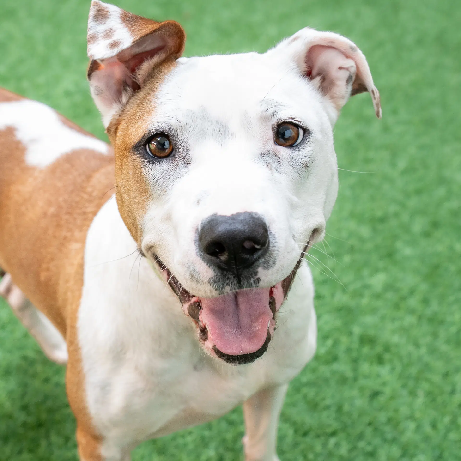 Sonnet - Pit Bull Terrier