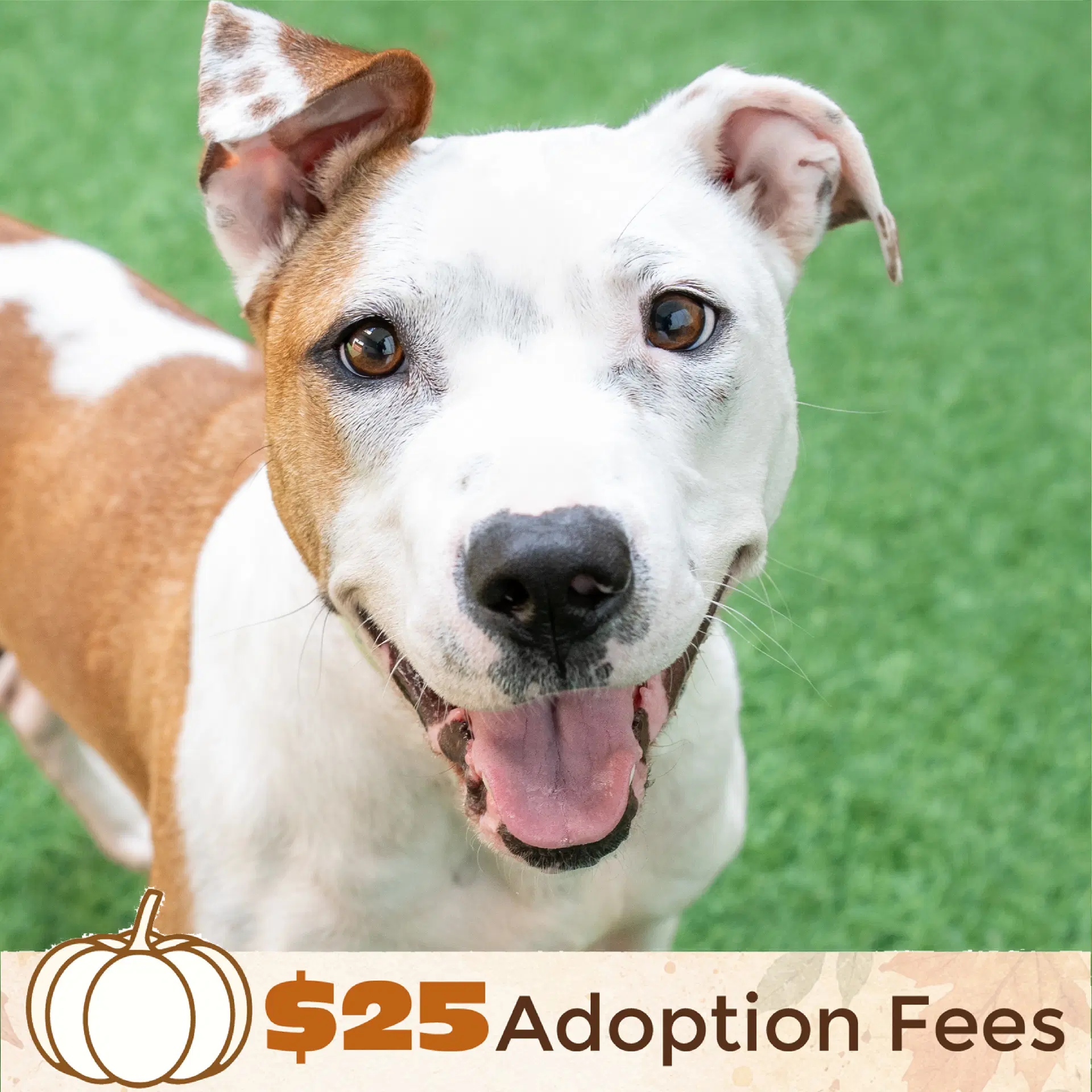 Sonnet - Pit Bull Terrier