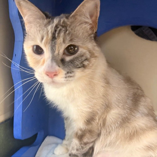 Mousey, Adult Domestic Short Hair (short coat), cat for adoption in Burlingame, California