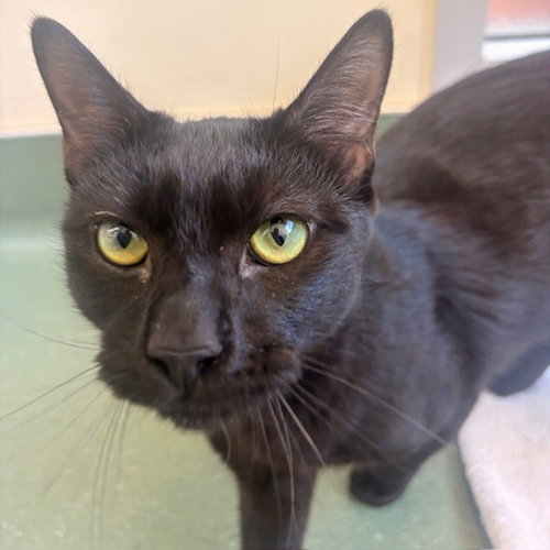 Soot, Young Domestic Short Hair (short coat), cat for adoption in Burlingame, California