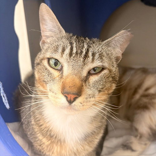 Mojo, Adult Domestic Short Hair (short coat), cat for adoption in Burlingame, California