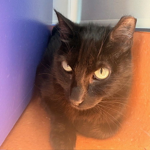Piglet, Young Domestic Short Hair (short coat), cat for adoption in Burlingame, California