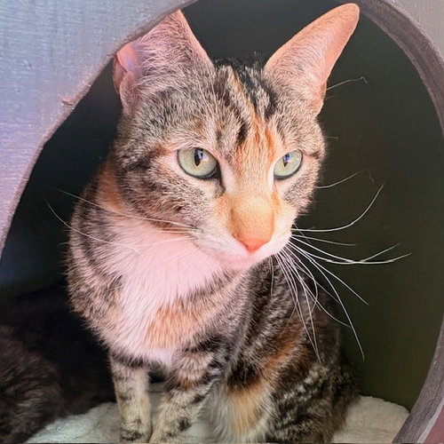 Princess, Young Domestic Short Hair (short coat), cat for adoption in Burlingame, California
