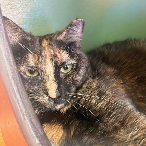 Angel, Adult Domestic Short Hair (short coat), cat for adoption in Burlingame, California