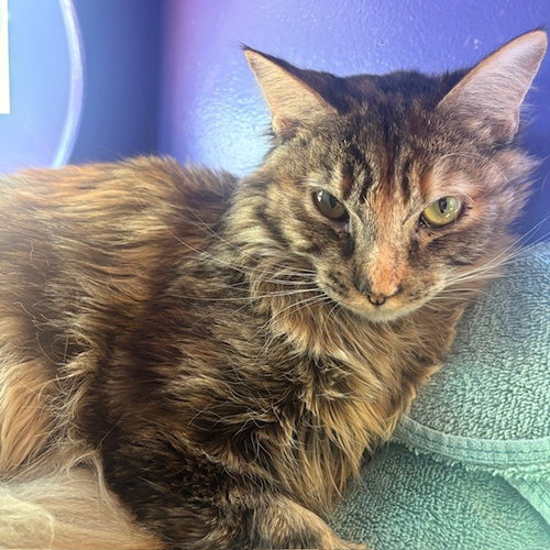 Milk Dud, Young Domestic Medium Hair (medium coat), cat for adoption in Burlingame, California