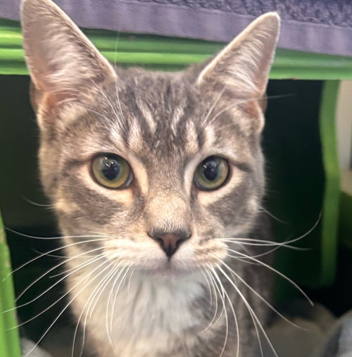 Bubbalou, Adult Domestic Short Hair / Tabby (short coat), cat for adoption in Burlingame, California