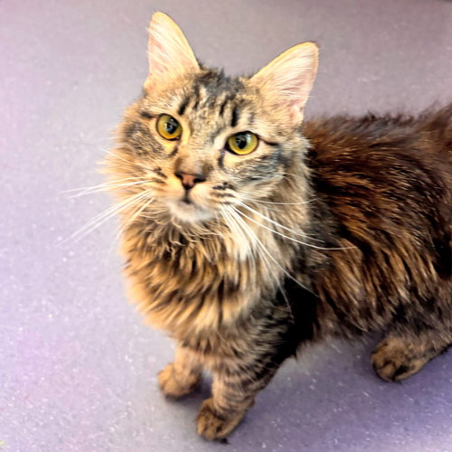 Pudding, Adult Domestic Medium Hair / Torbie (medium coat), cat for adoption in Burlingame, California