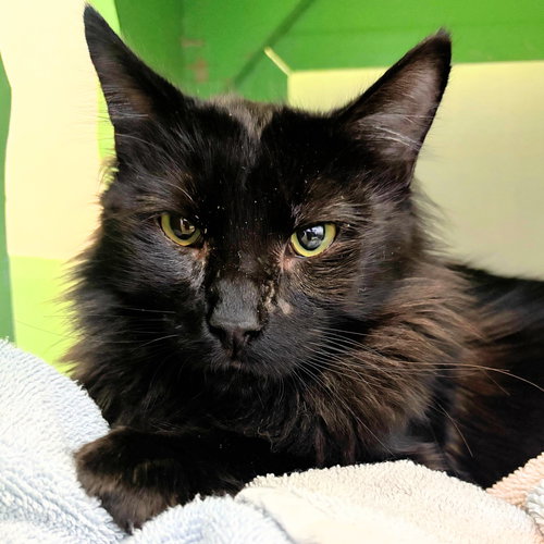 Twin, Adult Domestic Medium Hair (medium coat), cat for adoption in Burlingame, California