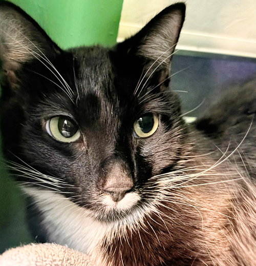 Molly, Adult Domestic Short Hair (short coat), cat for adoption in Burlingame, California