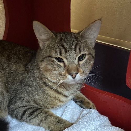 Tweety, Young Domestic Short Hair (short coat), cat for adoption in Burlingame, California