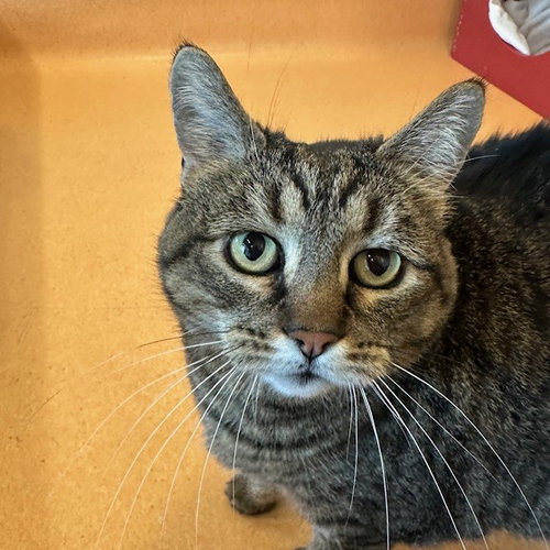 Cleo, Senior Domestic Short Hair (short coat), cat for adoption in Burlingame, California