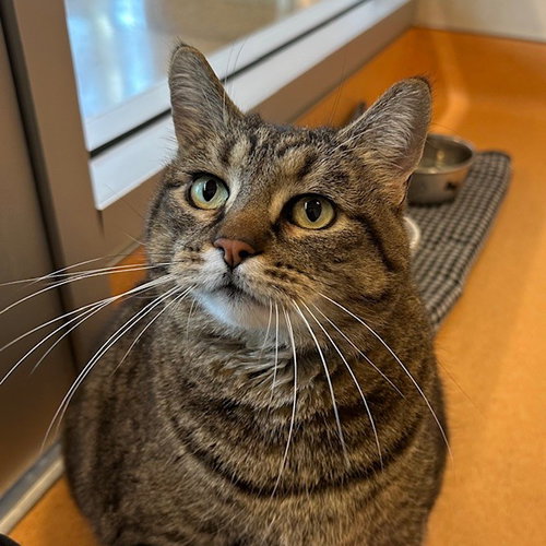 Cleo, an adoptable Domestic Short Hair in Burlingame, CA